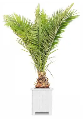 Dadelpalm 